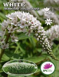 Лізімахія конвалієва White