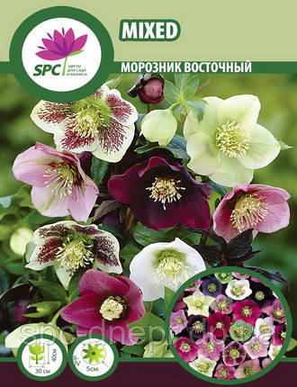 Морозник(чемерник) східний (суміш), фото 2
