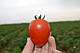 Насіння томата Сурія F1 1000 насіння, Hazera, фото 2