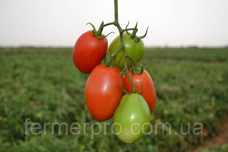 Насіння томата Сурія F1 1000 насіння, Hazera