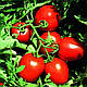 Насіння томата Сурія F1 1000 насіння, Hazera, фото 3