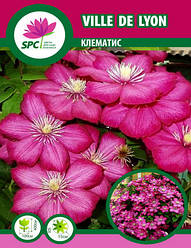 Клематис Ville de Lyon