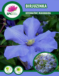 Клематис Бірюзінка