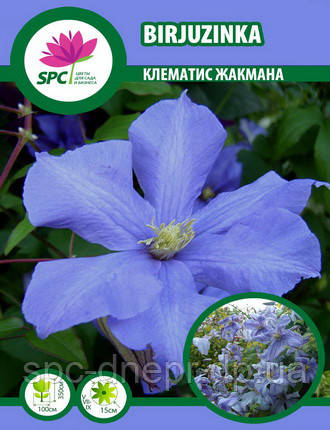 Клематис Бірюзінка, фото 1