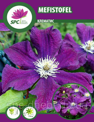 Клематис Мефістофель, фото 1