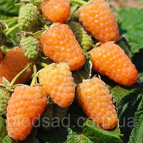 Малина Помаранчеве Чудо