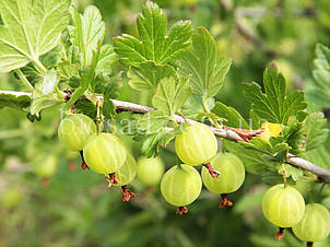 Аґрус Хіннонмакі Грін (Hinnonmaki Green), фото 1