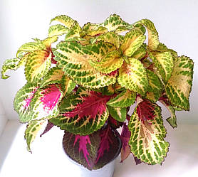 Колеус Premium Sun Rose Lime Magic