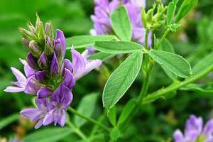 Насіння люцерни