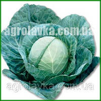 Грегоріан F1 - насіння капусти, 2500 нас., Syngenta, Швейцарія