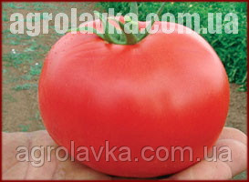 Насіння томату детермінантного, Бобкат F1, (1000семян), Syngenta, Швейцарія, фото 1