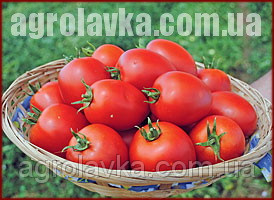 Насіння томату детермінантного, Наміб F1, (1000семян), Syngenta, Швейцарія, фото 1