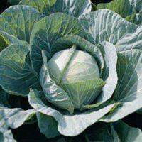 Фарао F1 (2500 нас.) насіння капусти б/к Bejo