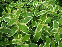 Гідролат м’яти ананасної Mentha rotundifolia variegata, фото 2