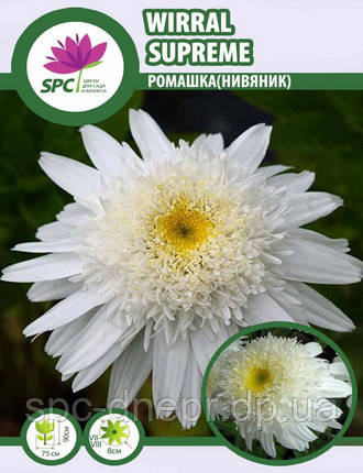 Нив'яник Wirral Supreme