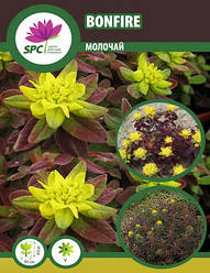 Молочай Bonfire