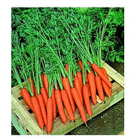 Насіння моркви Престо F1, 100000 насіння (1.8-2.0 мм), Hazera