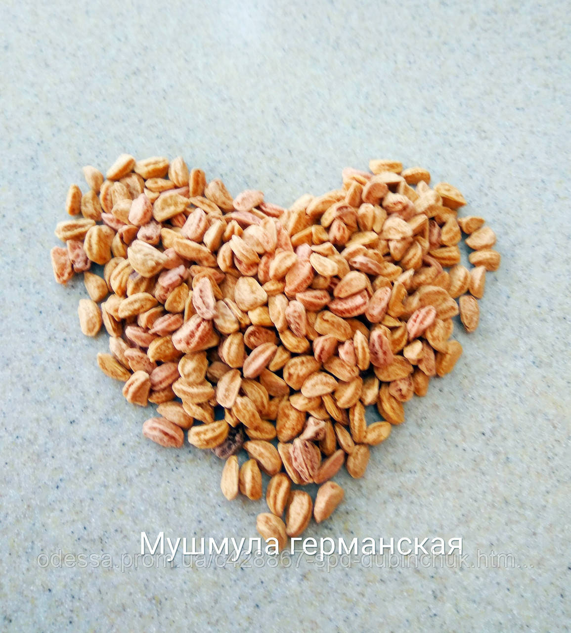 Мушмула Германская Семена — Купить Недорого на Bigl.ua (185122745)