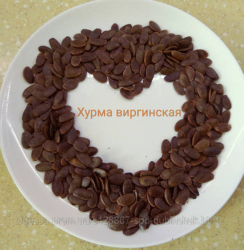 Семена хурмы виргинской (ID#4030052), цена: 66 ₴, купить на Prom.ua
