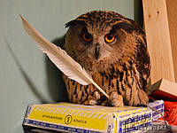 Сова в домашніх умовах. Зміст, догляд, годування, приручення.