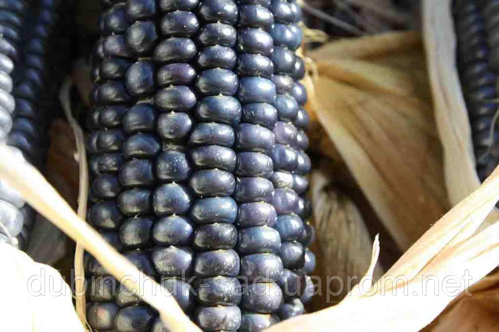 Кукурудза Hopi blue, фото 1