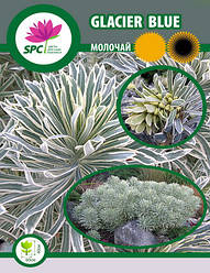 Молочай Glacier Blue