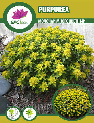 Молочай багатобарвний Polychroma Purpurea, фото 2