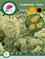 Молочай Tasmanian Tiger