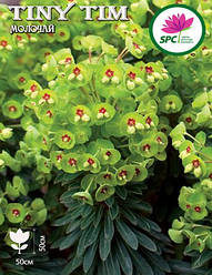 Молочай Tiny Tim