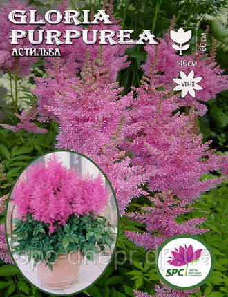 Астильба Gloria Purpurea, фото 2