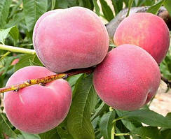 Персик Рубі Принц. Підщепа алича