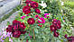 Троянда флорибунда Маликорн, фото 2