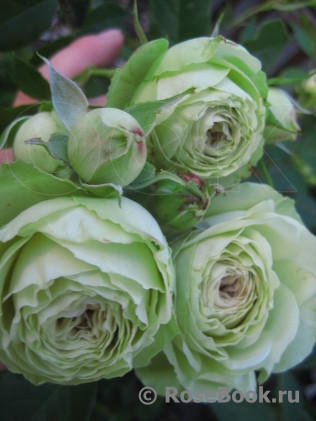 Троянда флорибунда Лавлі грин, фото 1