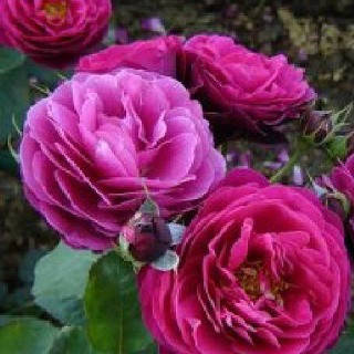 Троянда бордюрна Маргарита