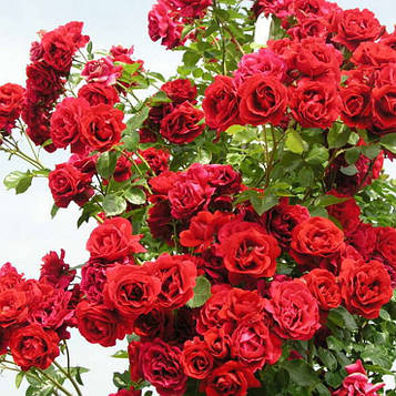 Троянда плетиста Ореанда