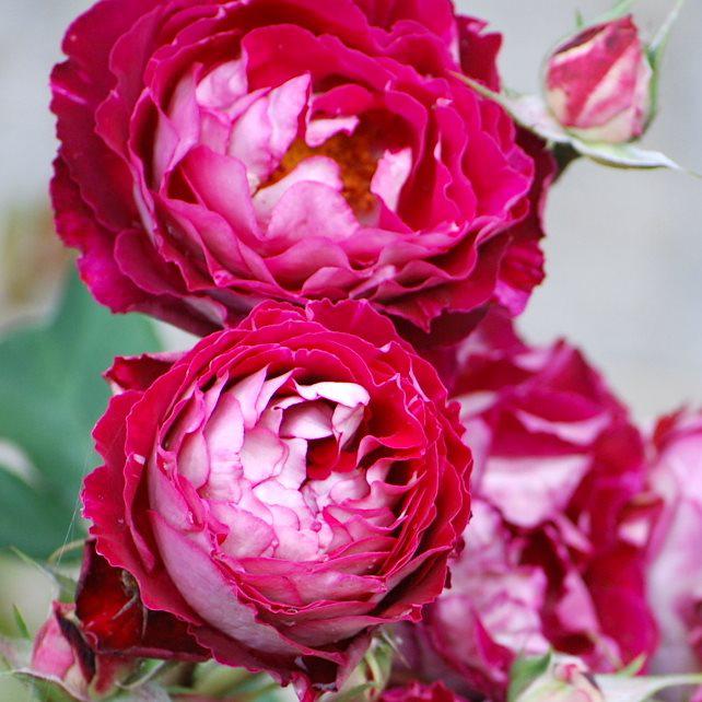 Трояндиста бель де Сегоза (контейнер 2л), фото 1