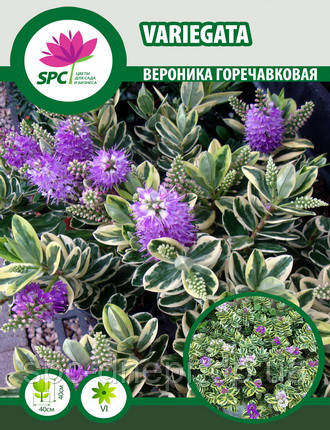 Вероніка Variegata, фото 2