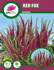 Вероника спиката Red Fox