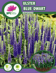 Вероника спиката Ulster Dwarf Blue