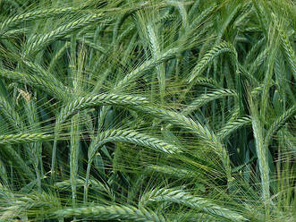 Насіння озимого тритікале Шаланда