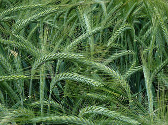 Насіння озимого тритікале Славетне