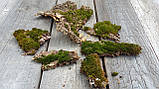 Кора дерева з мохом для декора, 6 шматочків, фото 5