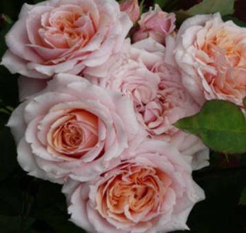 Троянда Поль Бокус