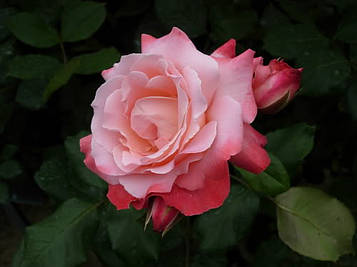 Троянда чайно гібридна Біг Епл (контейнер 2л)