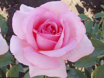 Троянда чайно гібридна Жардин де Вілландрі