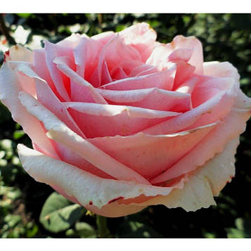 Троянда чайно-гібридна Кінг Конг