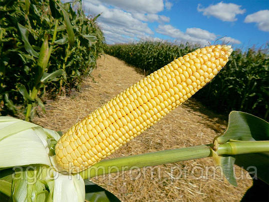 Насіння кукурудзи Максима (ФАО 580), Угорщина. Силосний тип до 62 т/га, фото 1