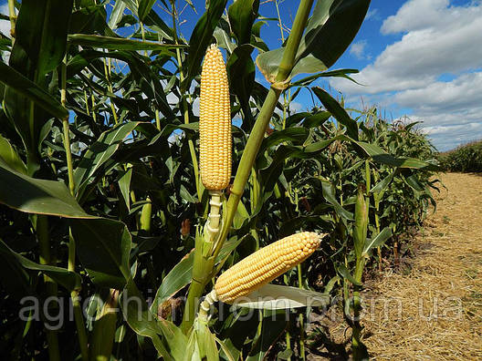 Насіння кукурудзи Максима (ФАО 580), Угорщина. Силосний тип до 62 т/га, фото 2
