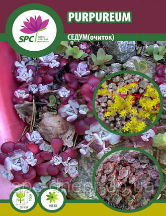 Очиток Purpureum, фото 2