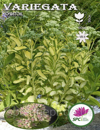 Очиток Variegata, фото 2